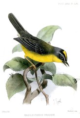 Grey-And-Gold Warbler photo 3