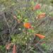 Clinopodium mexicanum - Photo (c) Leticia Soriano Flores,  זכויות יוצרים חלקיות (CC BY-NC), הועלה על ידי Leticia Soriano Flores