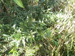 Cephalanthus glabratus
