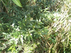Cephalanthus glabratus