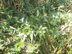 Cephalanthus glabratus