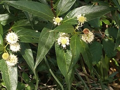 Cephalanthus glabratus