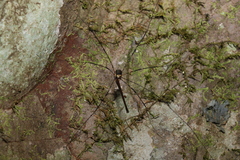 Neopantopsalis pentheter