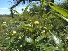 Cephalanthus glabratus