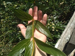 Cephalanthus glabratus