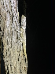 Chlamydosaurus kingii