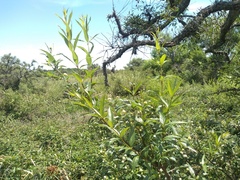 Cephalanthus glabratus