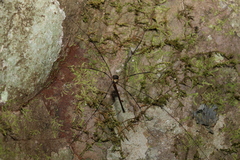 Neopantopsalis pentheter