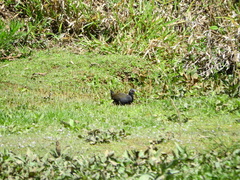 Pardirallus nigricans