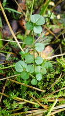 Cardamine dentata