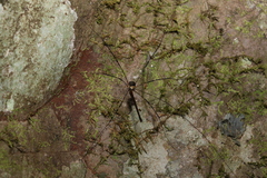 Neopantopsalis pentheter