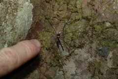 Neopantopsalis pentheter