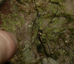 Neopantopsalis pentheter