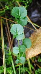 Cardamine dentata