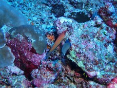 Pseudocheilinus octotaenia