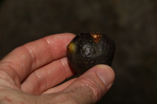 Image of Ficus watkinsiana by (c) Greg Tasney, some rights reserved (CC BY-SA)