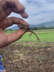 Lithobates forreri