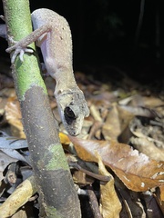 Carphodactylus laevis