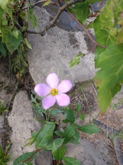 Sabatia campanulata