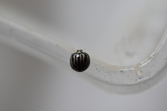 Phrynocaria gratiosa