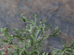 Platismatia stenophylla