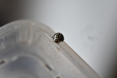 Phrynocaria gratiosa