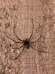 Philodromidae
