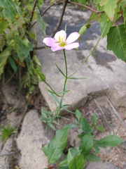 Sabatia campanulata