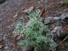 Platismatia stenophylla