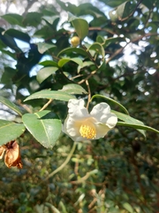 Camellia