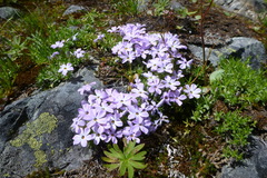 Phlox diffusa