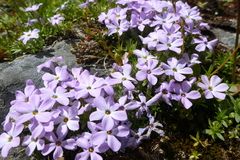 Phlox diffusa