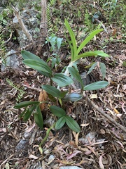 Dendrobium speciosum