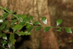 Citrus australasica