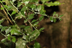 Citrus australasica