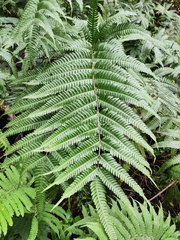 Pteris fauriei