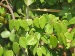 Synaptolepis oliveriana