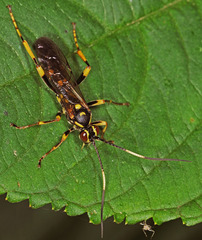 Hepiopelmus variegatorius