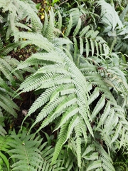 Pteris fauriei