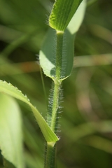 Dichanthelium latifolium