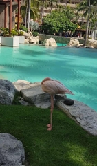 Phoenicopterus