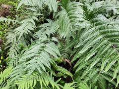 Pteris fauriei