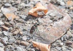 Cicindela limbalis