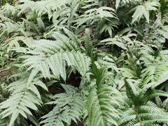 Pteris fauriei