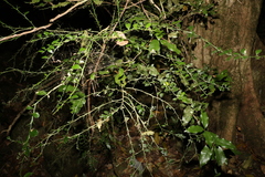 Citrus australasica