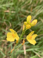 Bulbine glauca