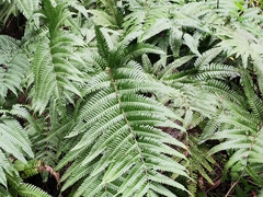 Pteris fauriei