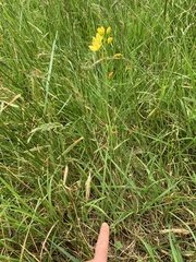Bulbine glauca