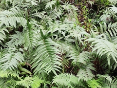Pteris fauriei