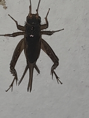 Eunemobius carolinus